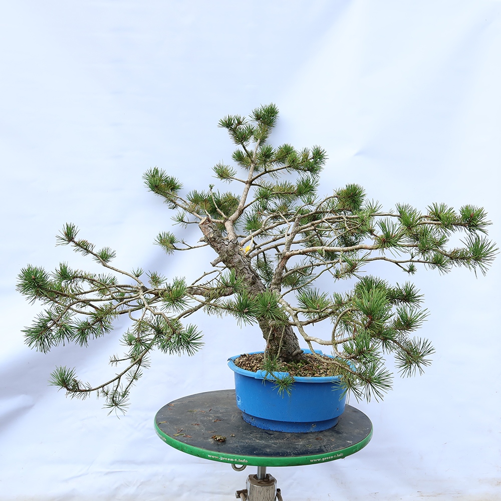 Pinus sylvestris Spanien – Waldkiefer
