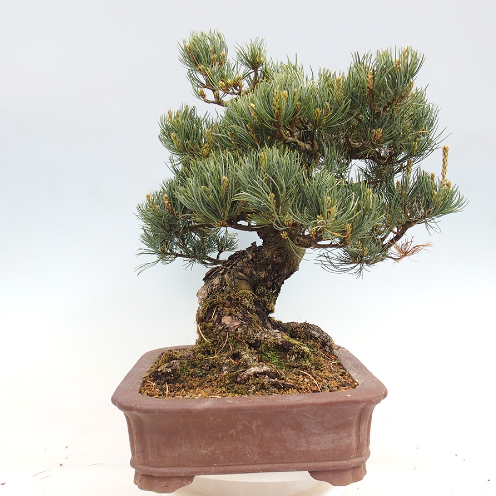 Bonsai für draußen - Pinus parviflora - Pinus parviflora