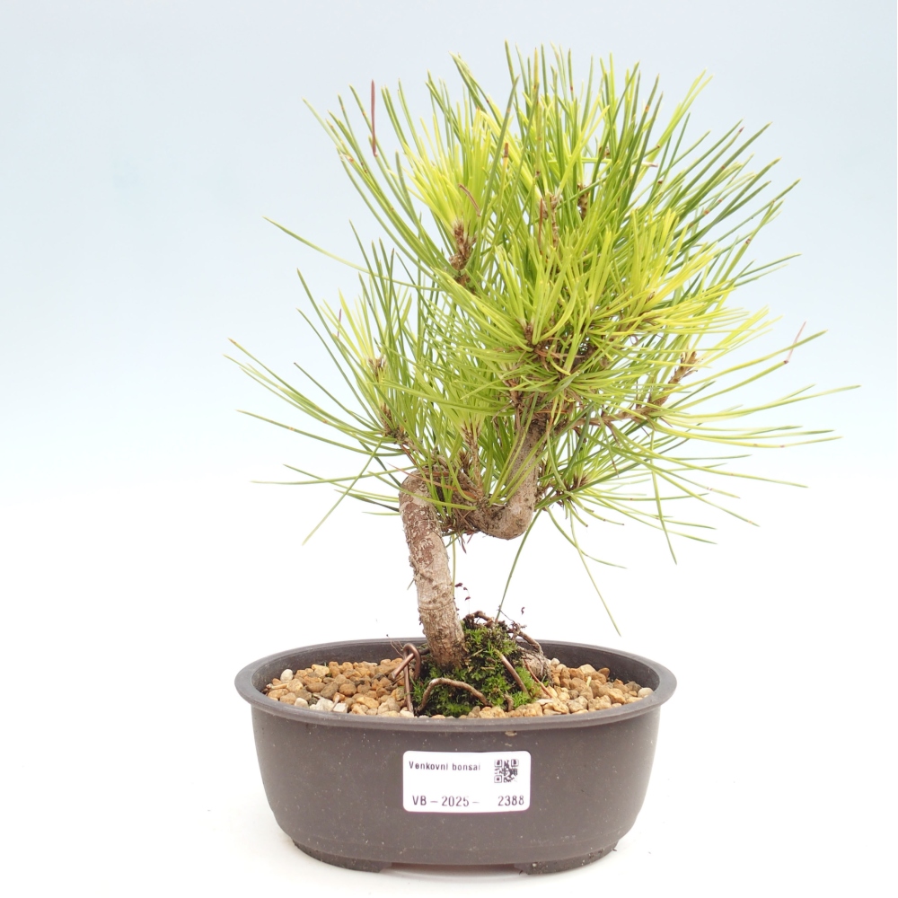 Bonsai für draußen - Pinus thunbergii - Thunberg-Kiefer