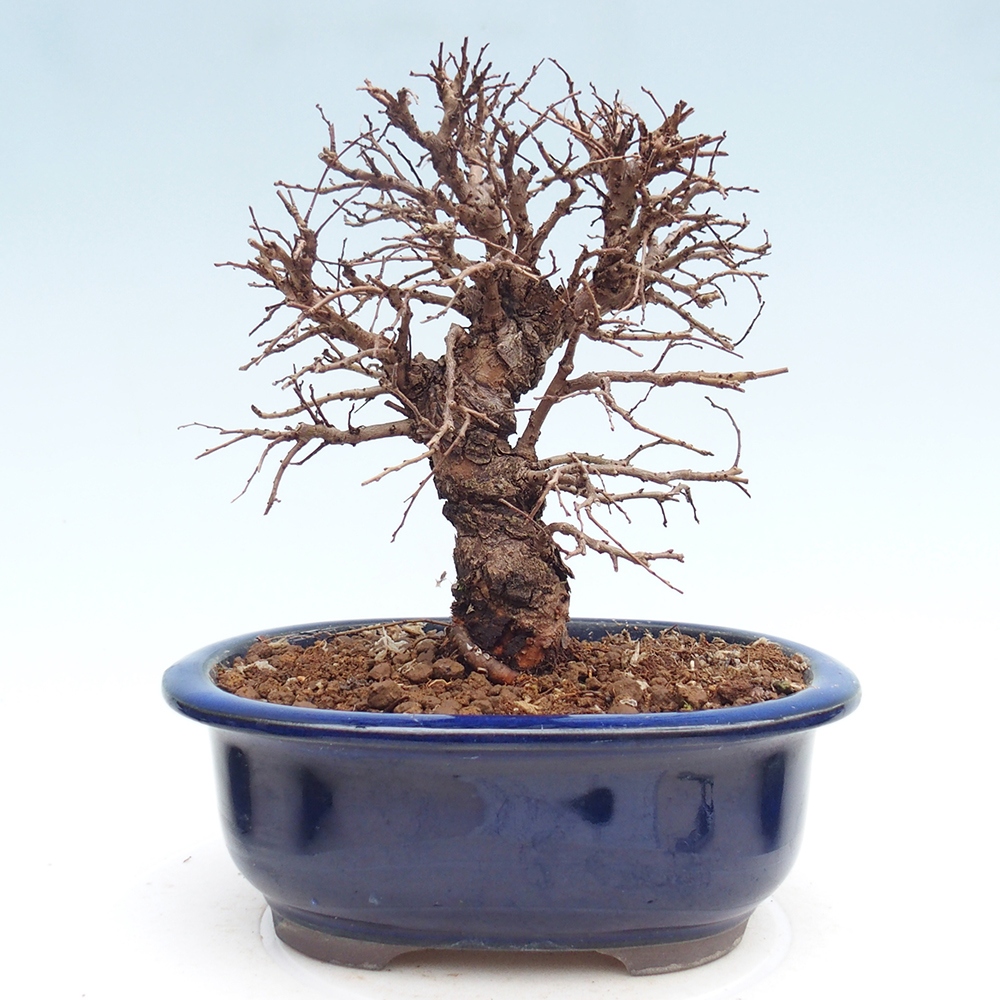 Bonsai für draußen - Zelkova - Zelkova NIRE