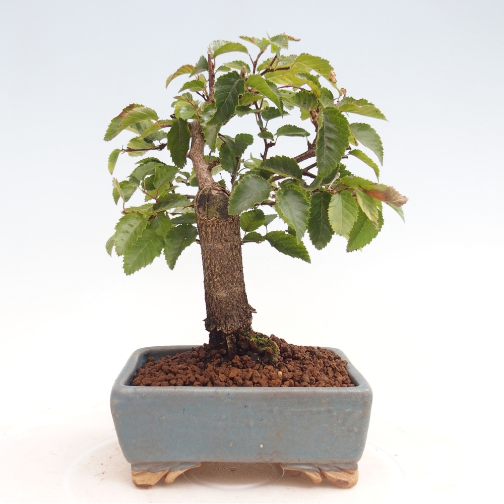 Bonsai für draußen -Carpinus CARPINOIDES - Koreanische Hainbuche