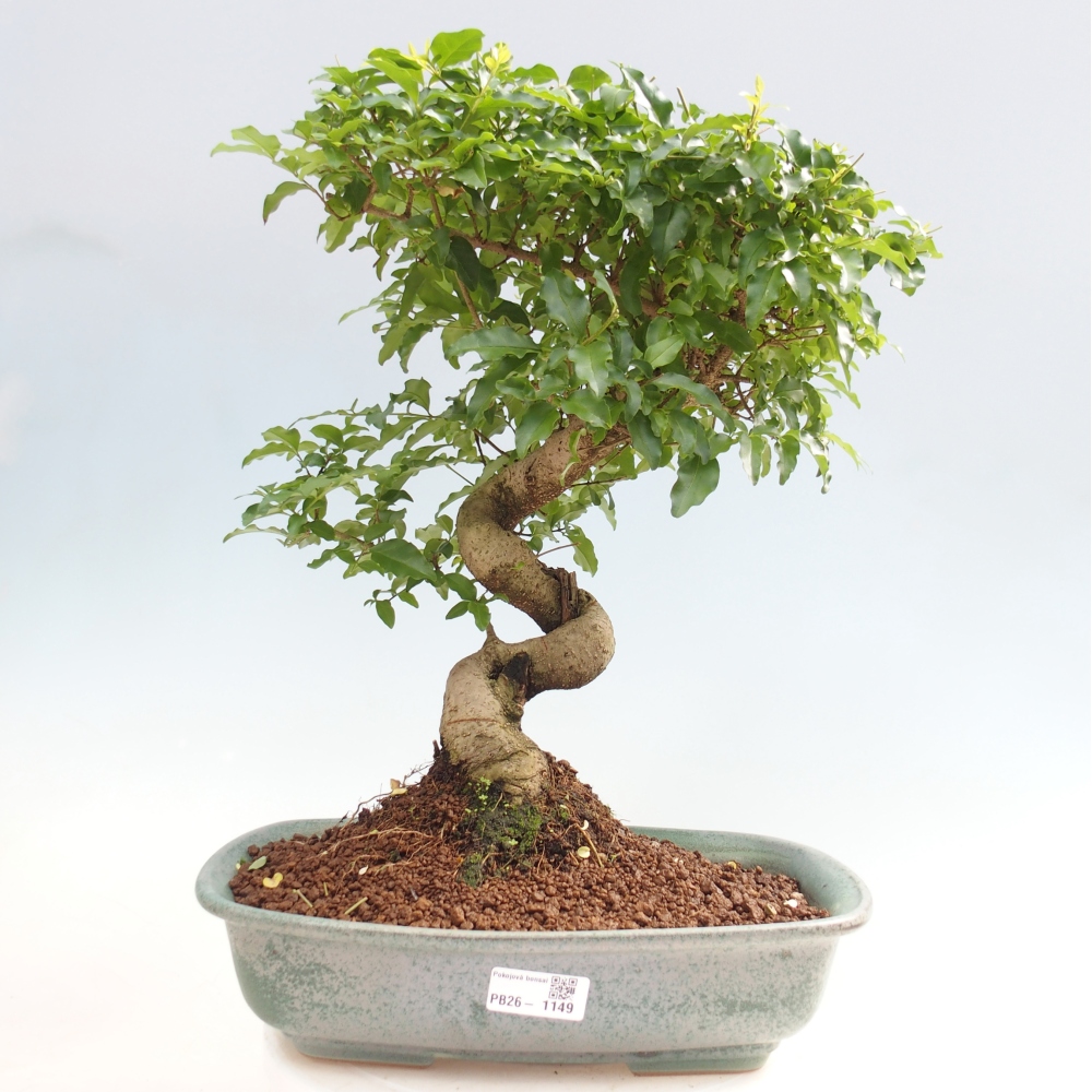 Zimmer Bonsai -Ligustrum chinensis - Vogelschnabel
