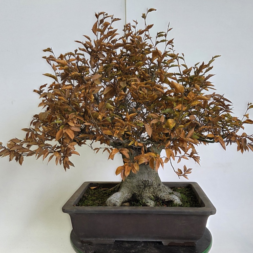 Bonsai für draußen - Fagus crenata