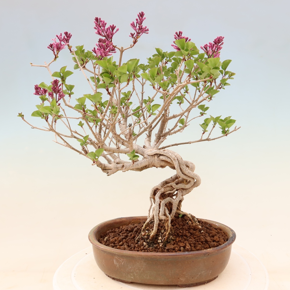 Bonsai für draußen - Syringa microphylla - Kleinblütiger Flieder