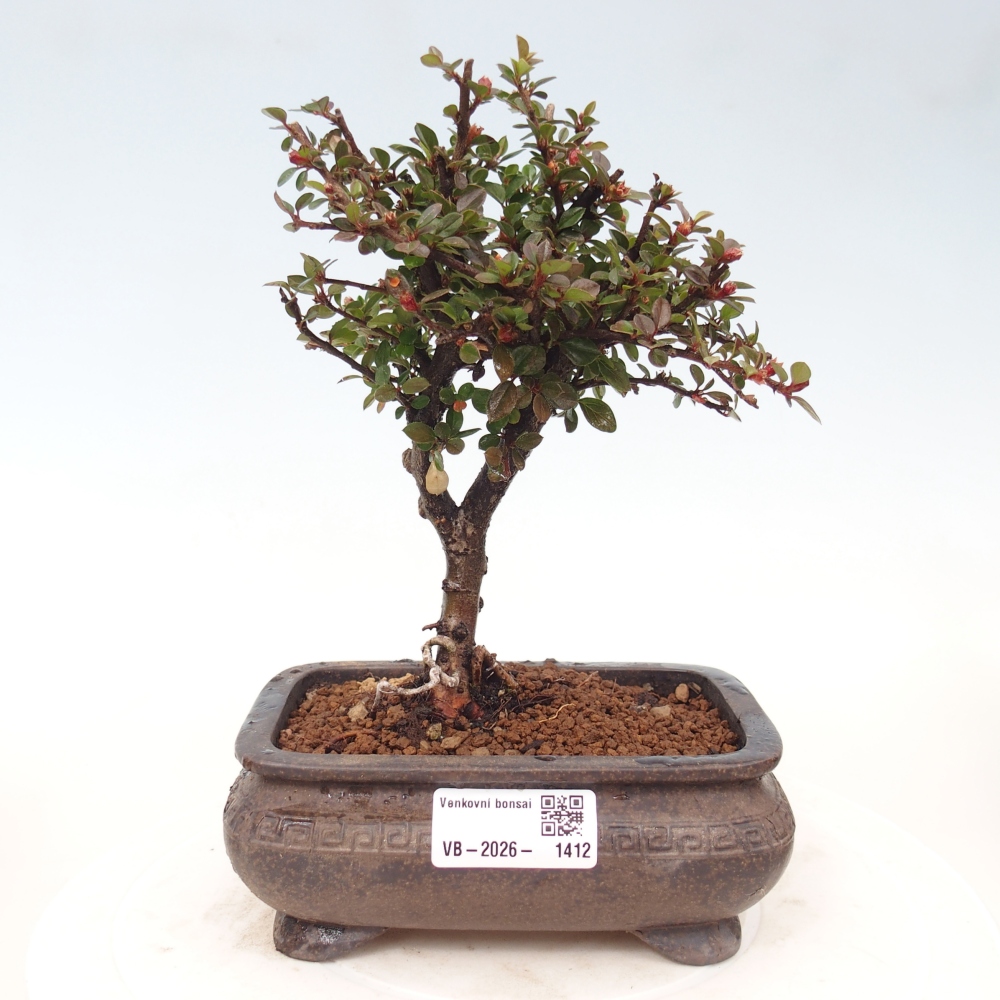 Bonsai für draußen - Cotoneaster horizontalis - Rocky Mountain