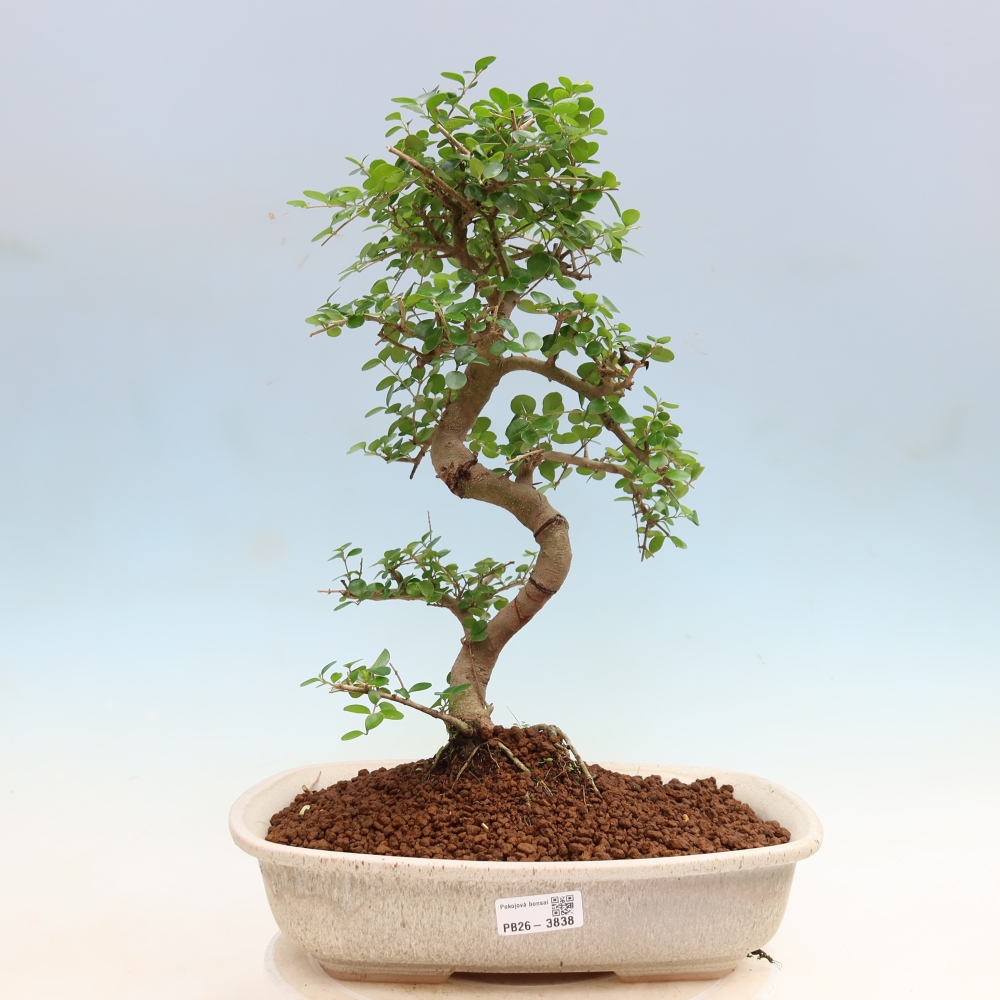 Zimmerbonsai -Ligustrum retusa - Kleinblättriger Vogelschnabel