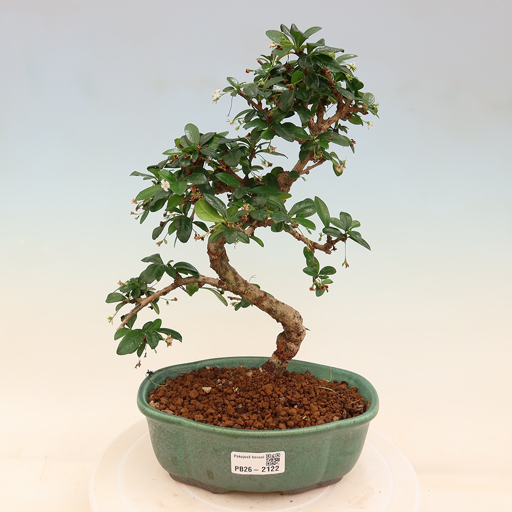 Zimmer-Bonsai - Carmona macrophylla - Tee-Fuki