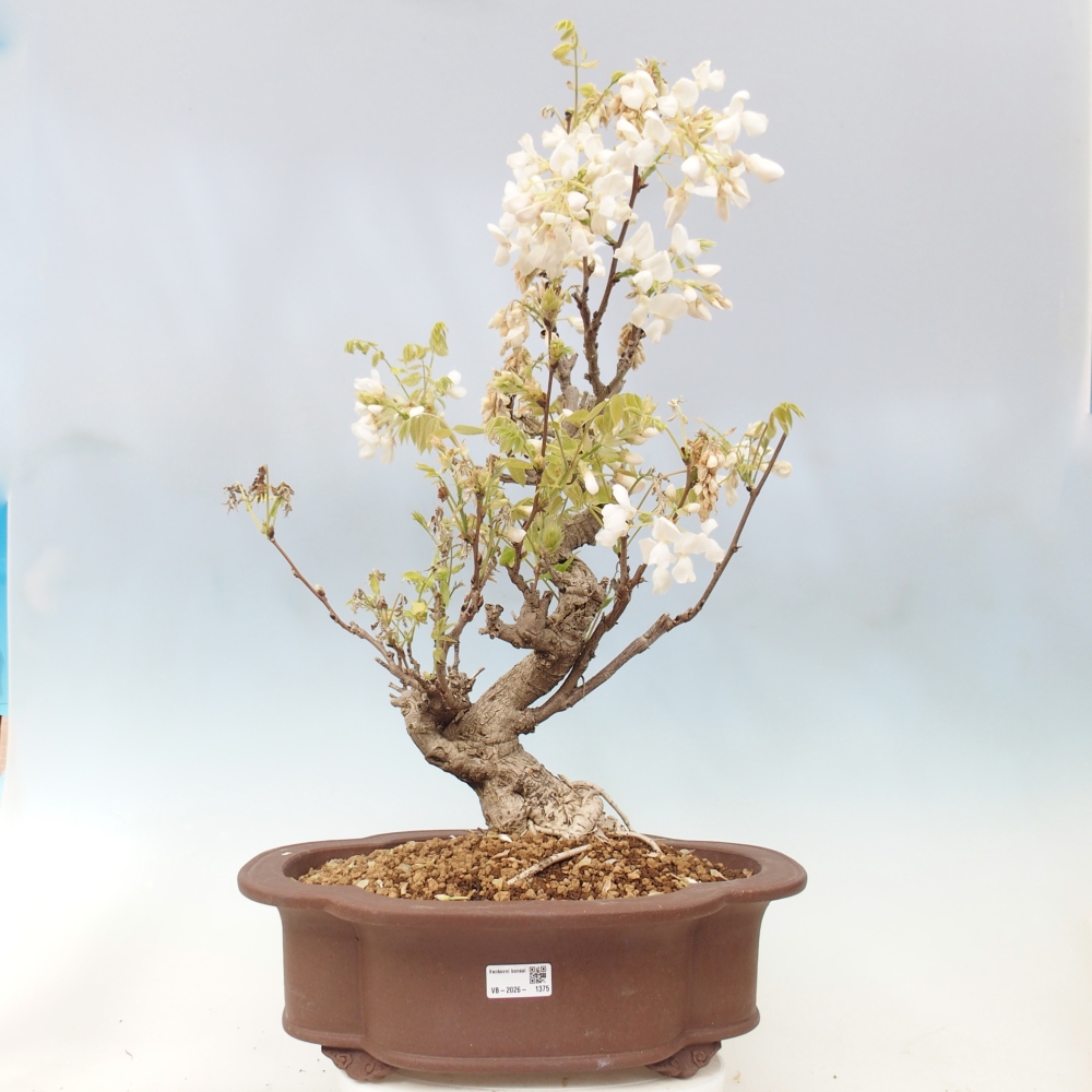 Bonsai für draußen - Vistaria - Glyzinie