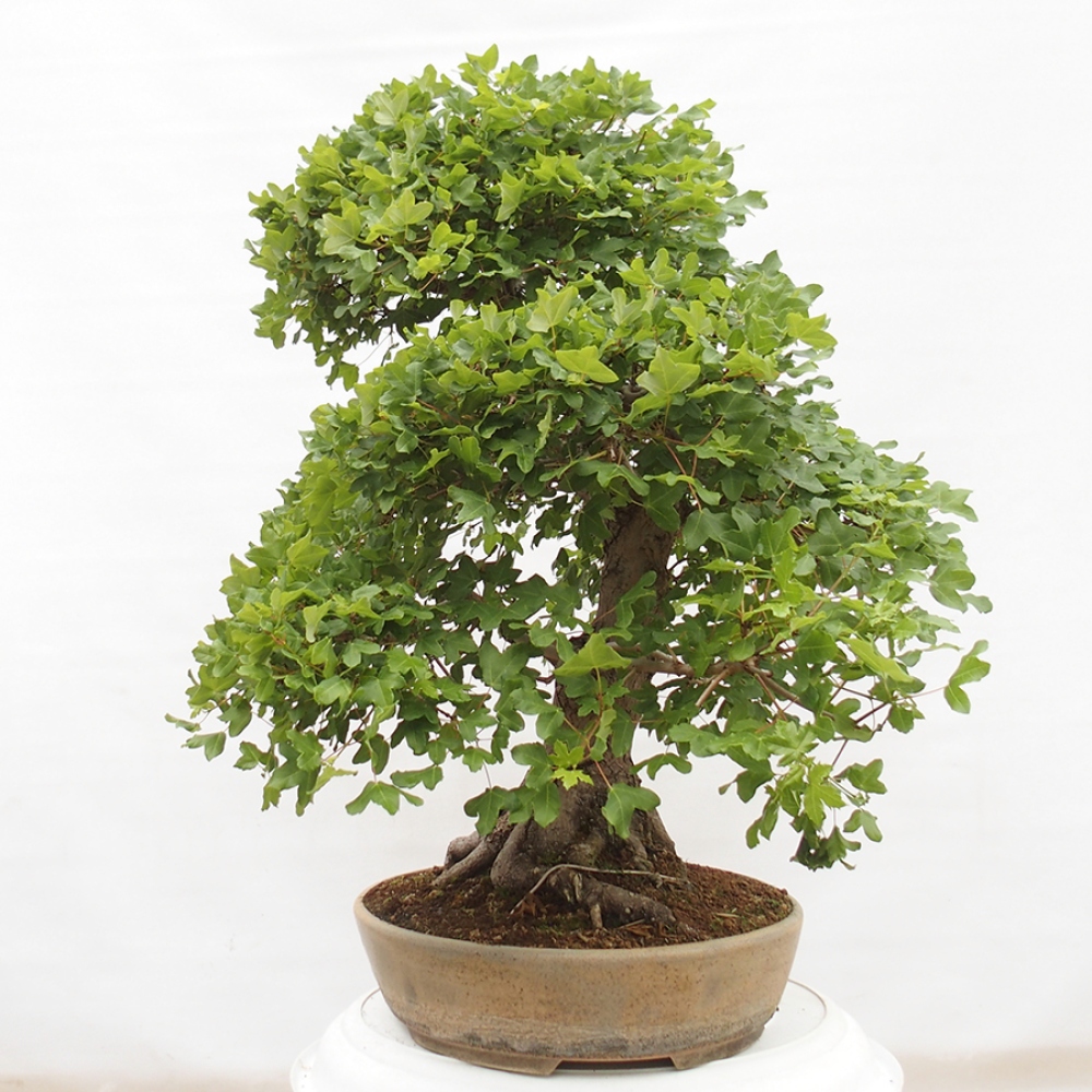 Bonsai für draußen - Französischer Ahorn - Acer Nonspessulanum