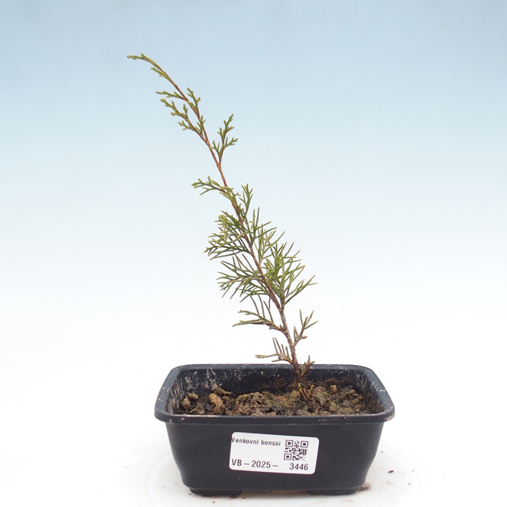 Bonsai für draußen - Juniperus chinensis Itoigawa
