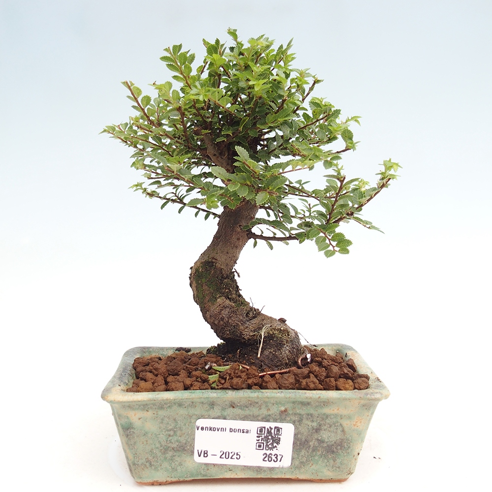 Bonsai für draußen - Ulmus parvifolia Hokkaido - Chinesische Ulme