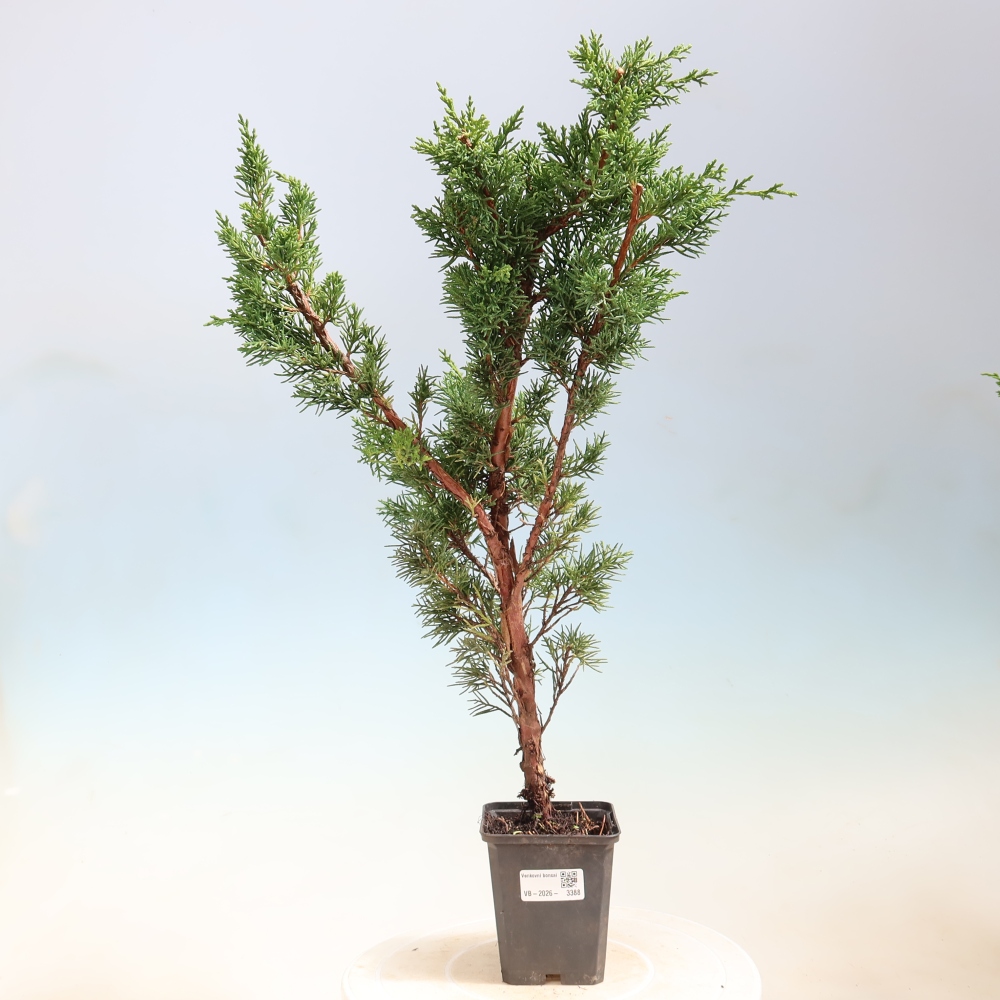 Bonsai für draußen - Juniperus chinensis Kishu
