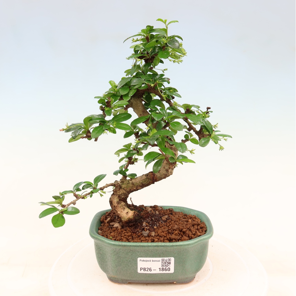 Zimmer-Bonsai - Carmona macrophylla - Tee-Fuki