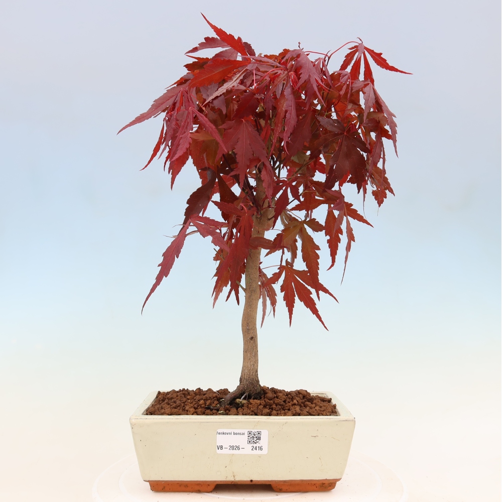 Bonsai für draußen - Acer-Palme. Atropurpureum-Javor palmate