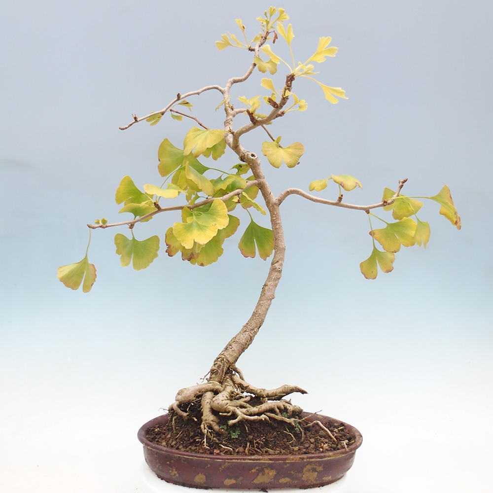 Bonsai für draußen - Ginkgo biloba - Ginkgo biloba