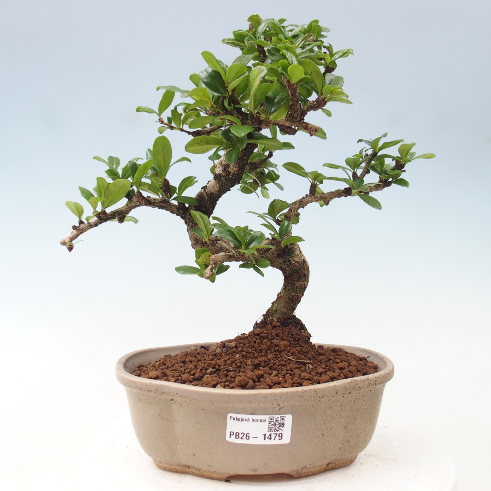 Zimmer-Bonsai - Carmona macrophylla - Tee-Fuki