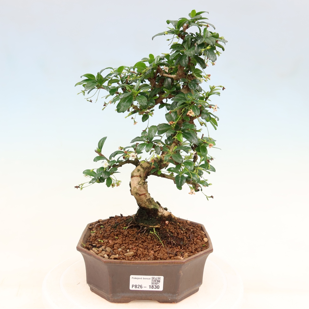 Zimmer-Bonsai - Carmona macrophylla - Tee-Fuki