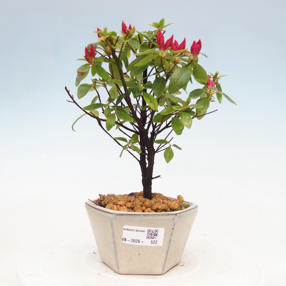 Bonsai für draußen - Japanische Azalee - Azalea sp.
