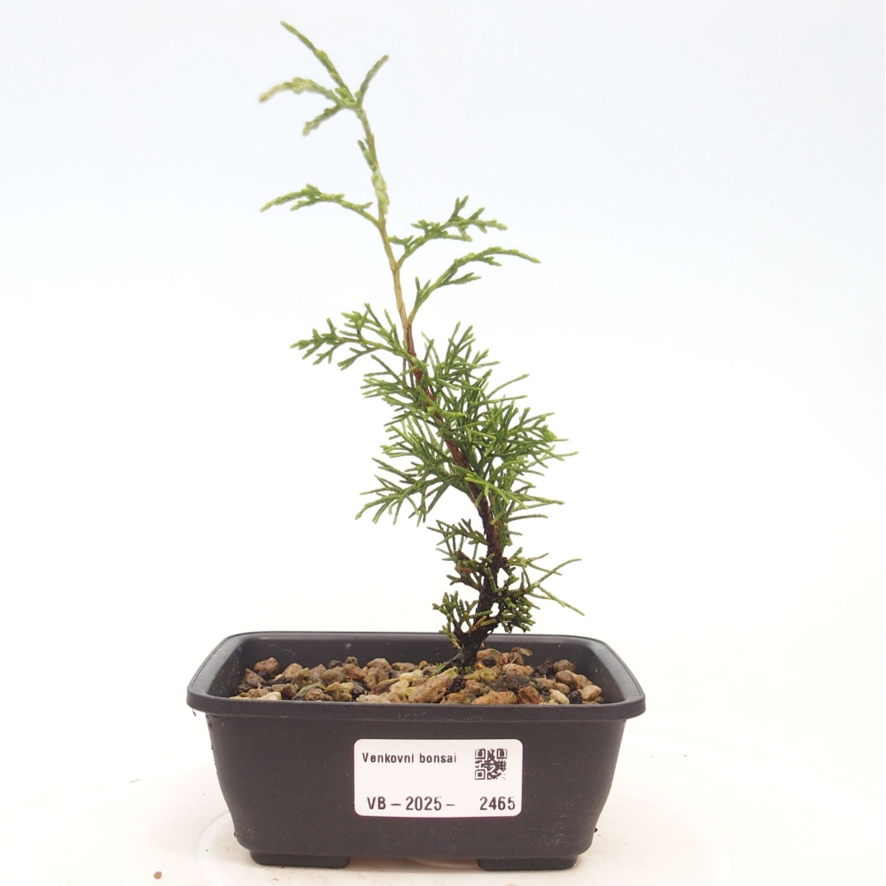 Bonsai für draußen - Juniperus chinensis Itoigawa