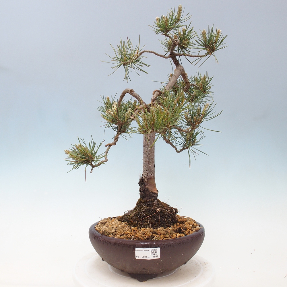Bonsai für draußen - Pinus Sylvestris Watererri - Waldkiefer