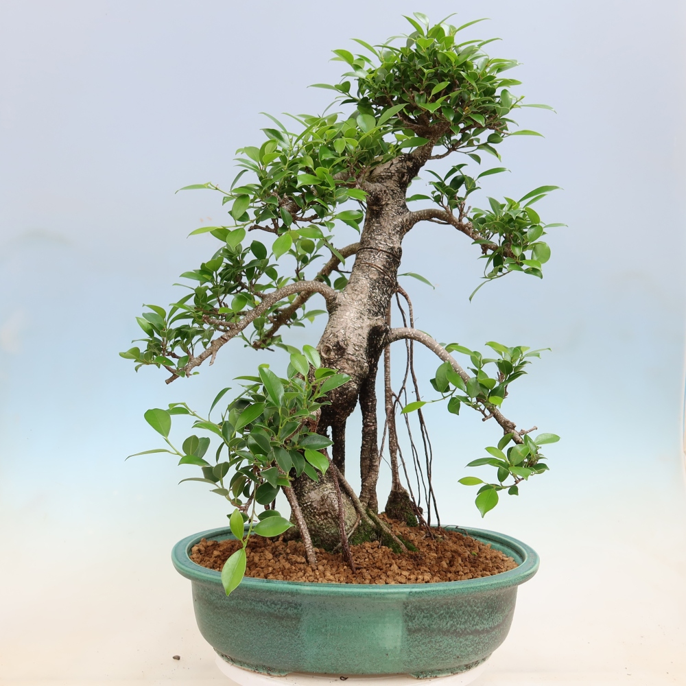 Zimmerbonsai - Ficus kimmen - Kleinblättriger Ficus