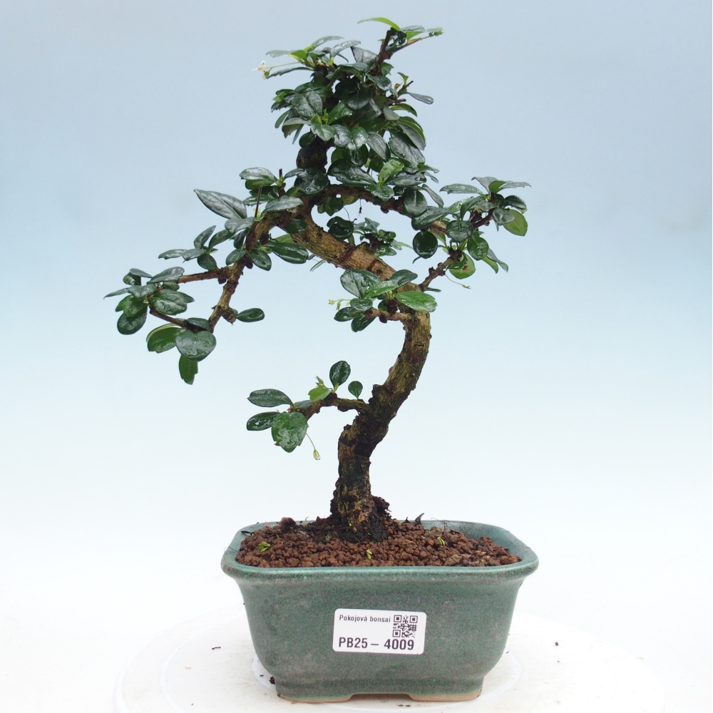 Zimmer-Bonsai - Carmona macrophylla - Tee-Fuki