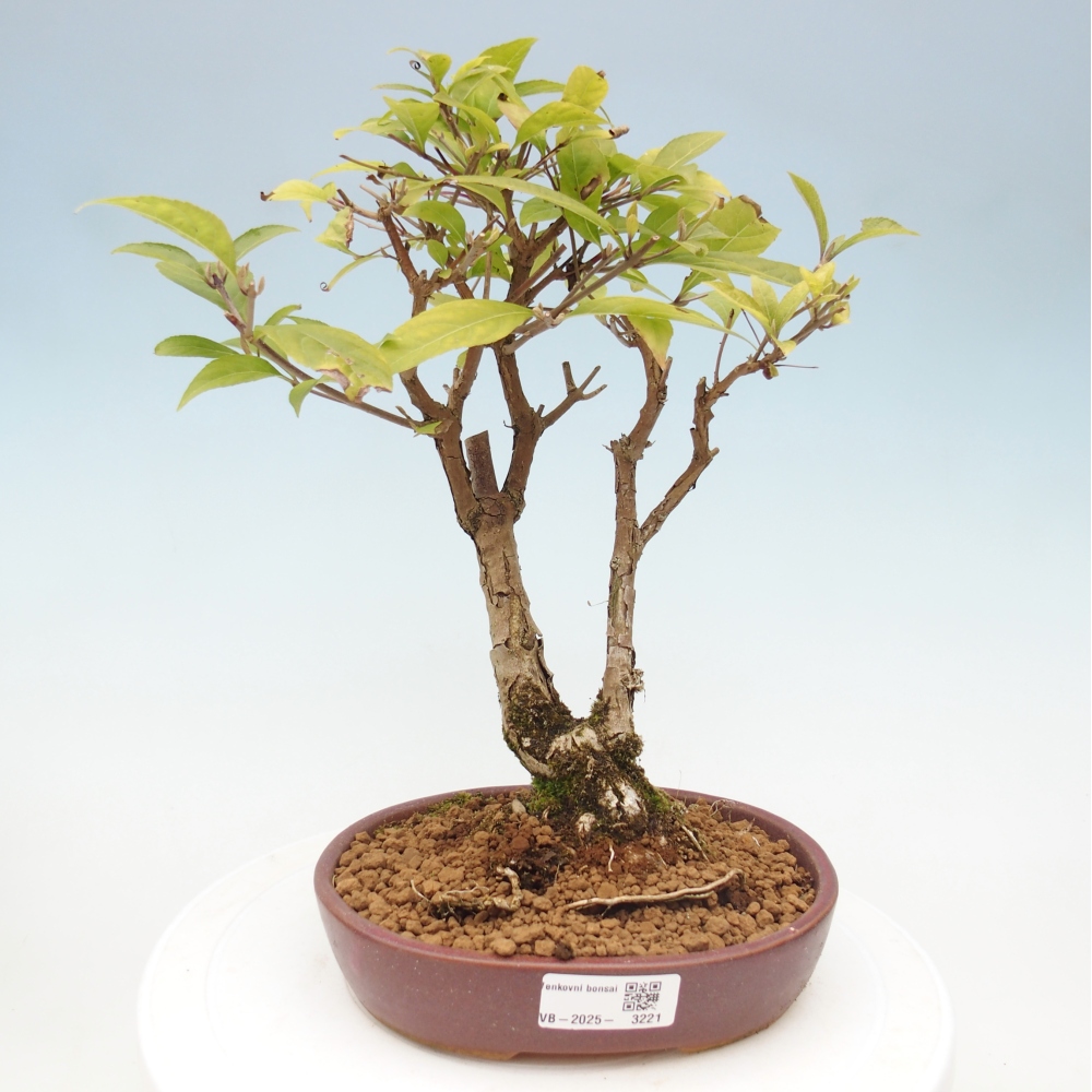 Bonsai für draußen - Callicarpa japonica