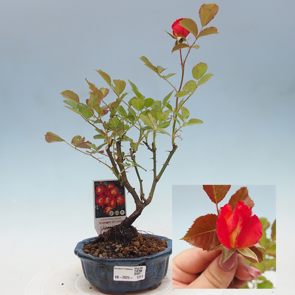Bonsai für draußen - Rosa Kordes - Rose