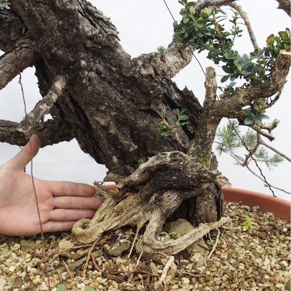 Yamadori - Pinus sylvestris Spanien