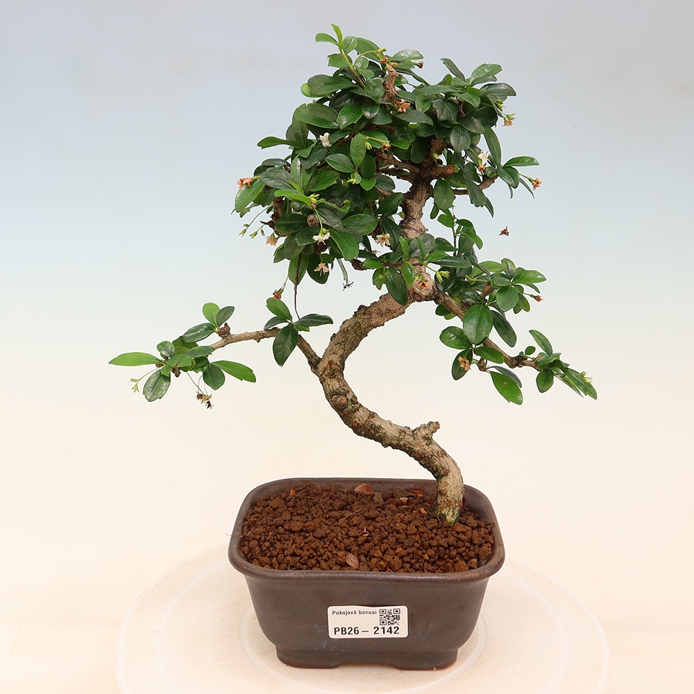 Zimmer-Bonsai - Carmona macrophylla - Tee-Fuki