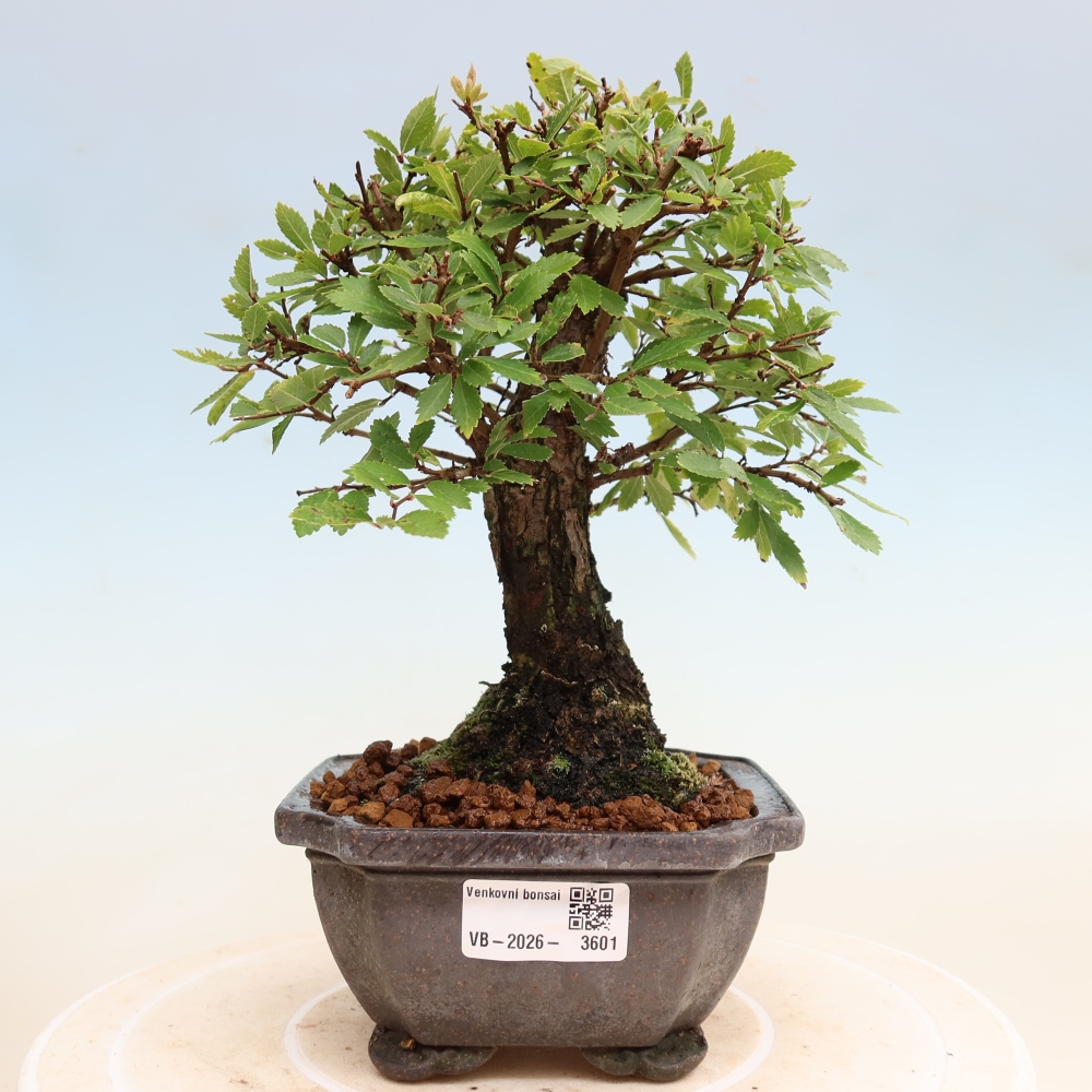 Bonsai für draußen - Zelkova - Zelkova NIRE