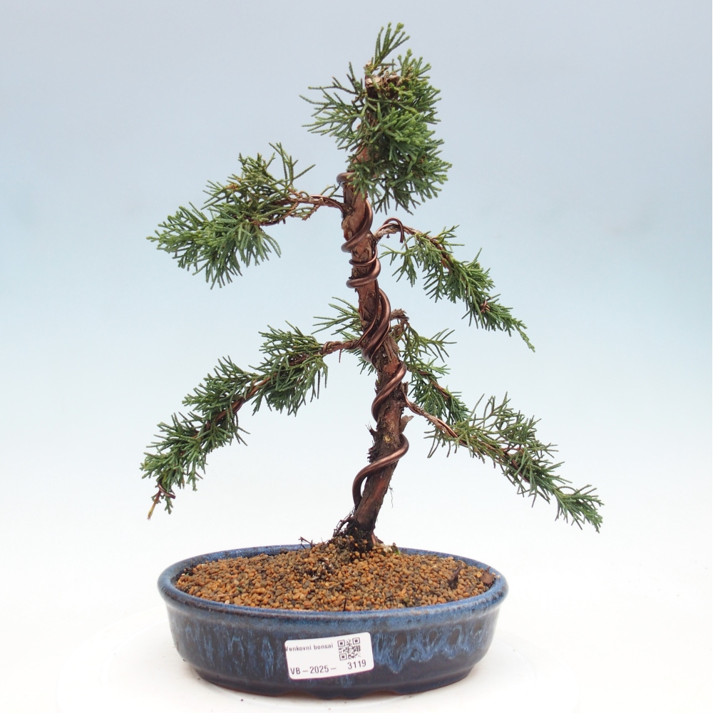 Bonsai für draußen - Juniperus chinensis Kishu