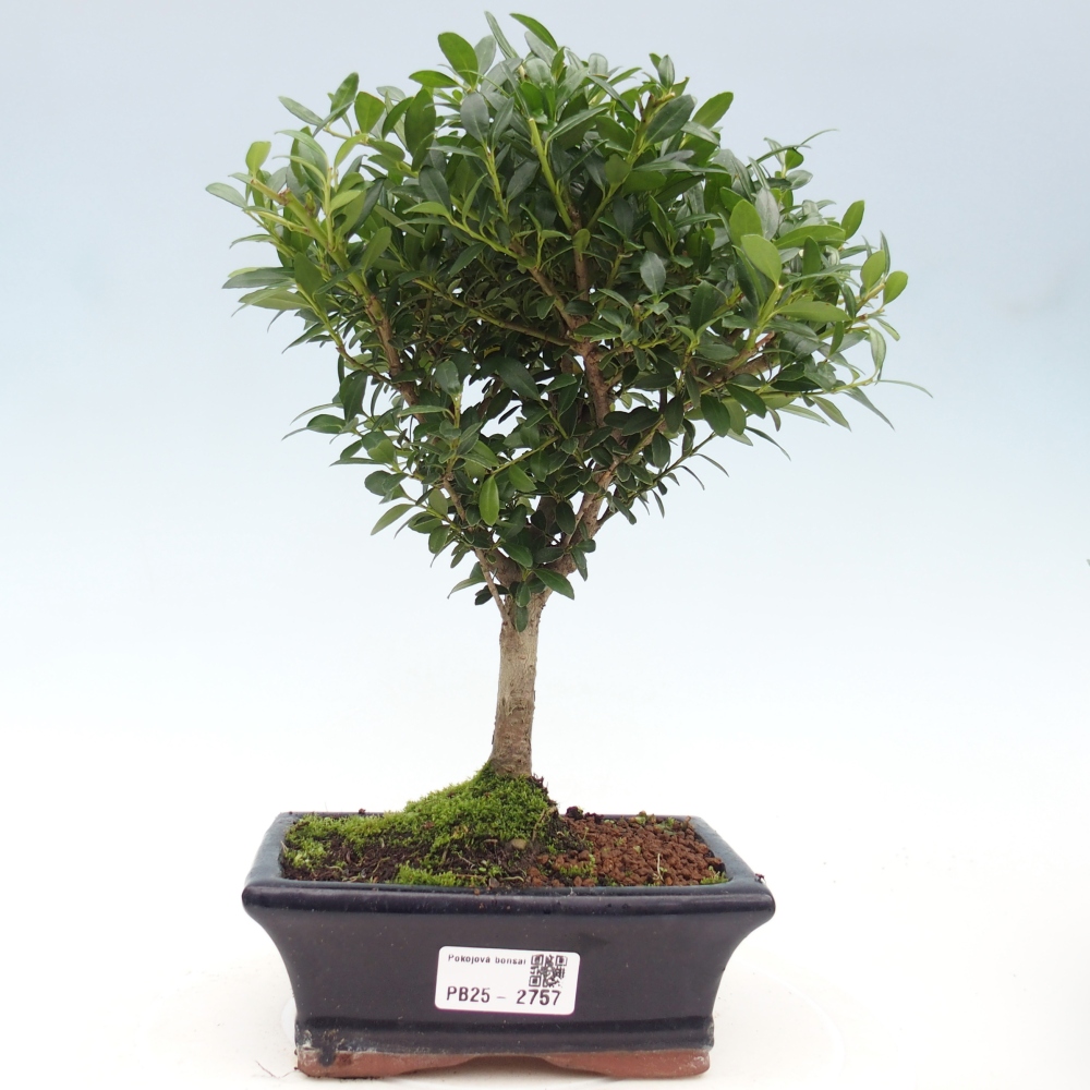 Zimmer Bonsai - Ilex crenata - Stechpalme