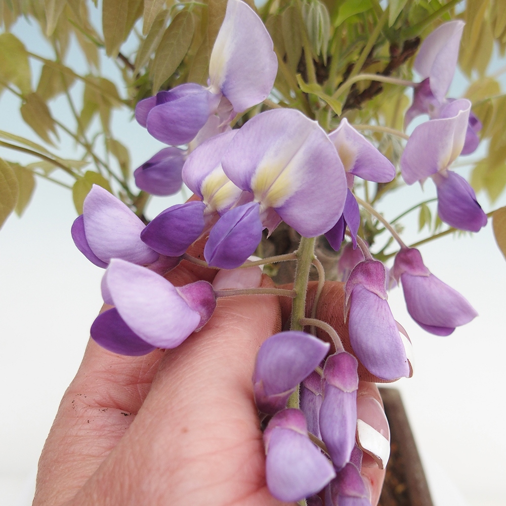 Bonsai für draußen - Wisteria floribunda