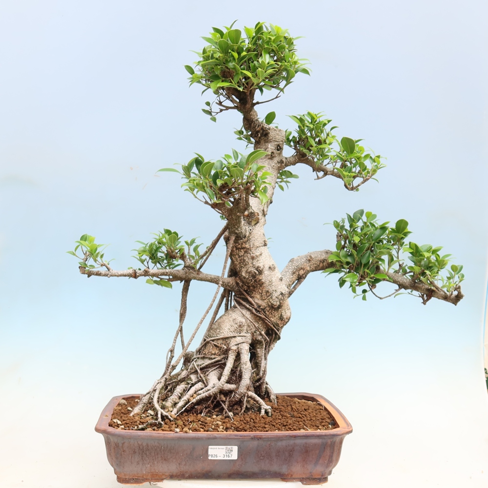Zimmerbonsai - Ficus kimmen - Kleinblättriger Ficus