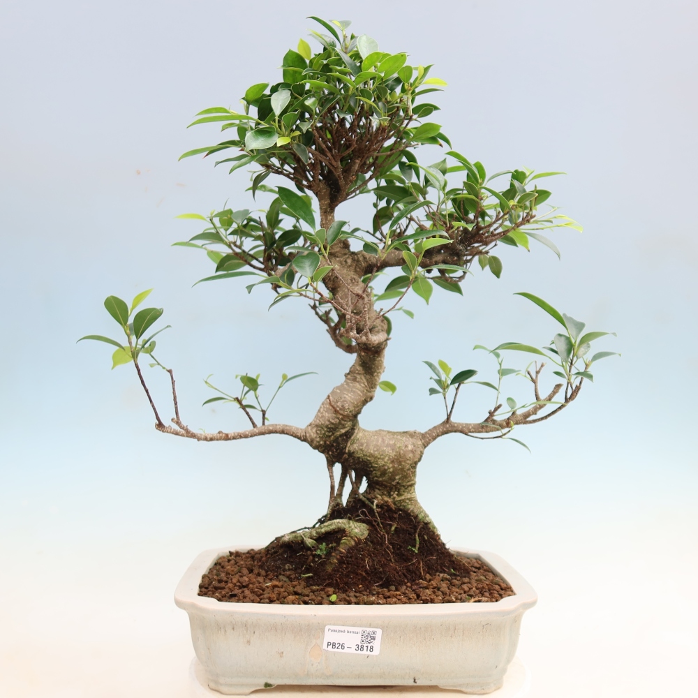 Zimmerbonsai - Ficus kimmen - Kleinblättriger Ficus