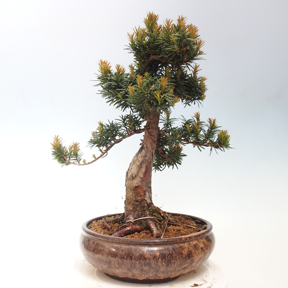 Bonsai für draußen - Taxus cuspidata - Japanische Eibe