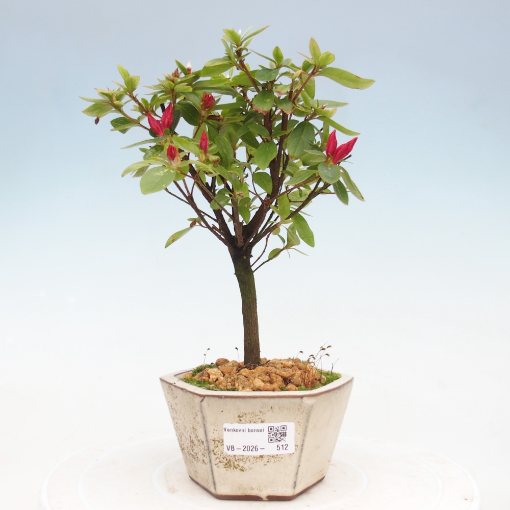 Bonsai für draußen - Japanische Azalee - Azalea sp.