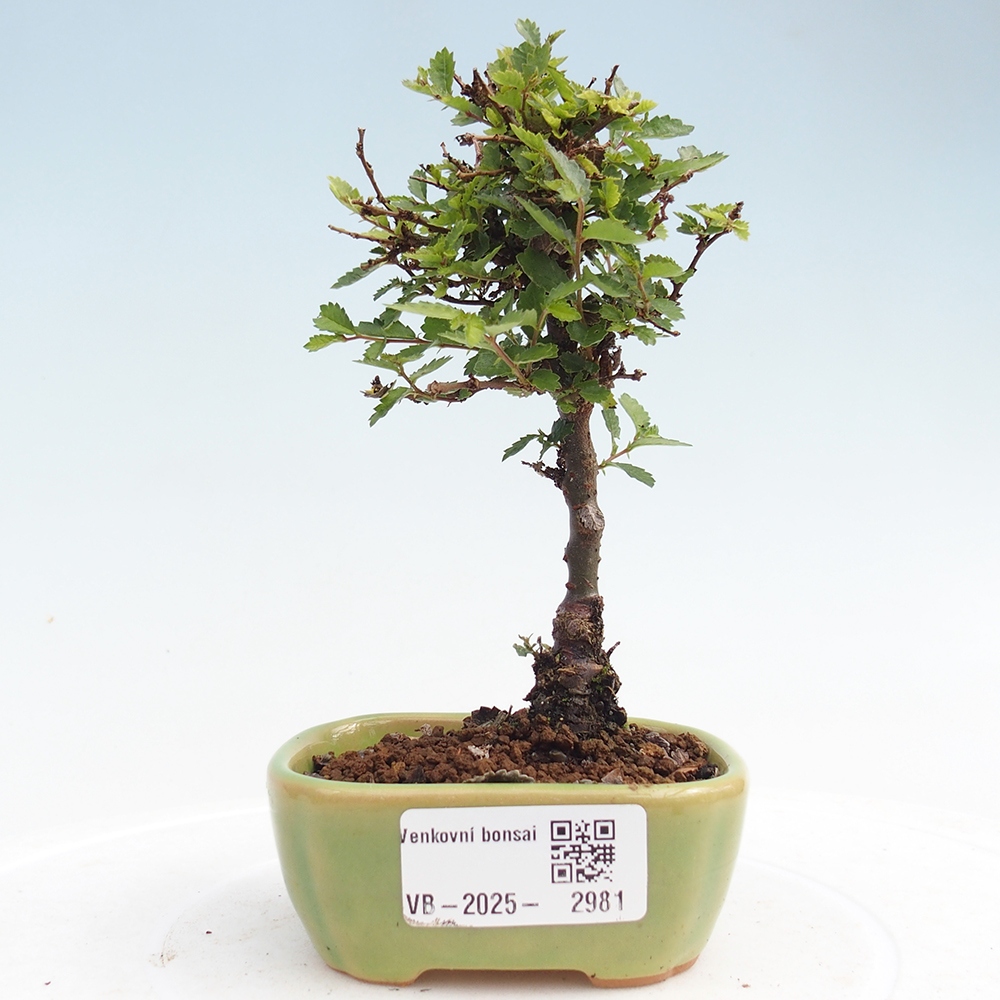 Bonsai für draußen - Ulmus parvifolia Sagei - Kleinblättrige Ulme