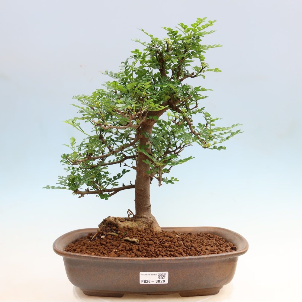 Zimmer Bonsai - Zantoxylum piperitum - Pfefferbaum