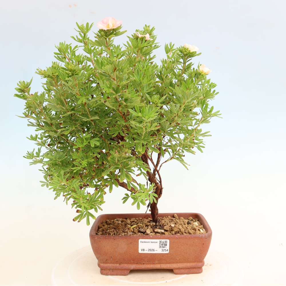 Bonsai für den Außenbereich – Strauch-Fingerkraut – Potentilla fruticosa Bellissima