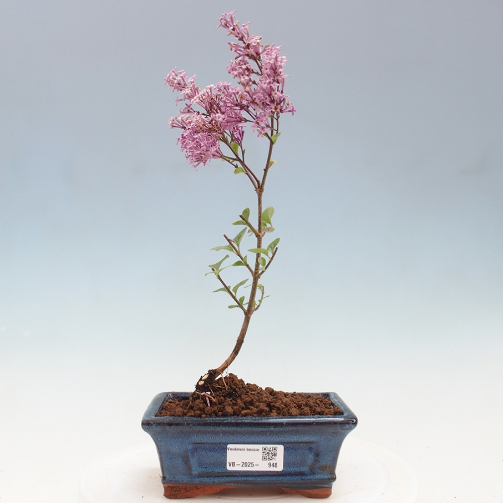 Bonsai für draußen - Syringa Meyeri Palibin - Meyer's Flieder