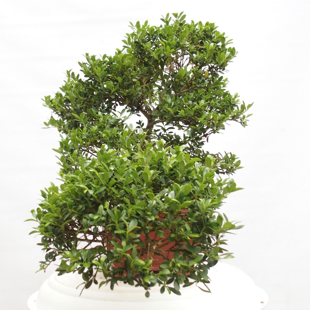 Zimmer Bonsai - Ilex crenata - Stechpalme
