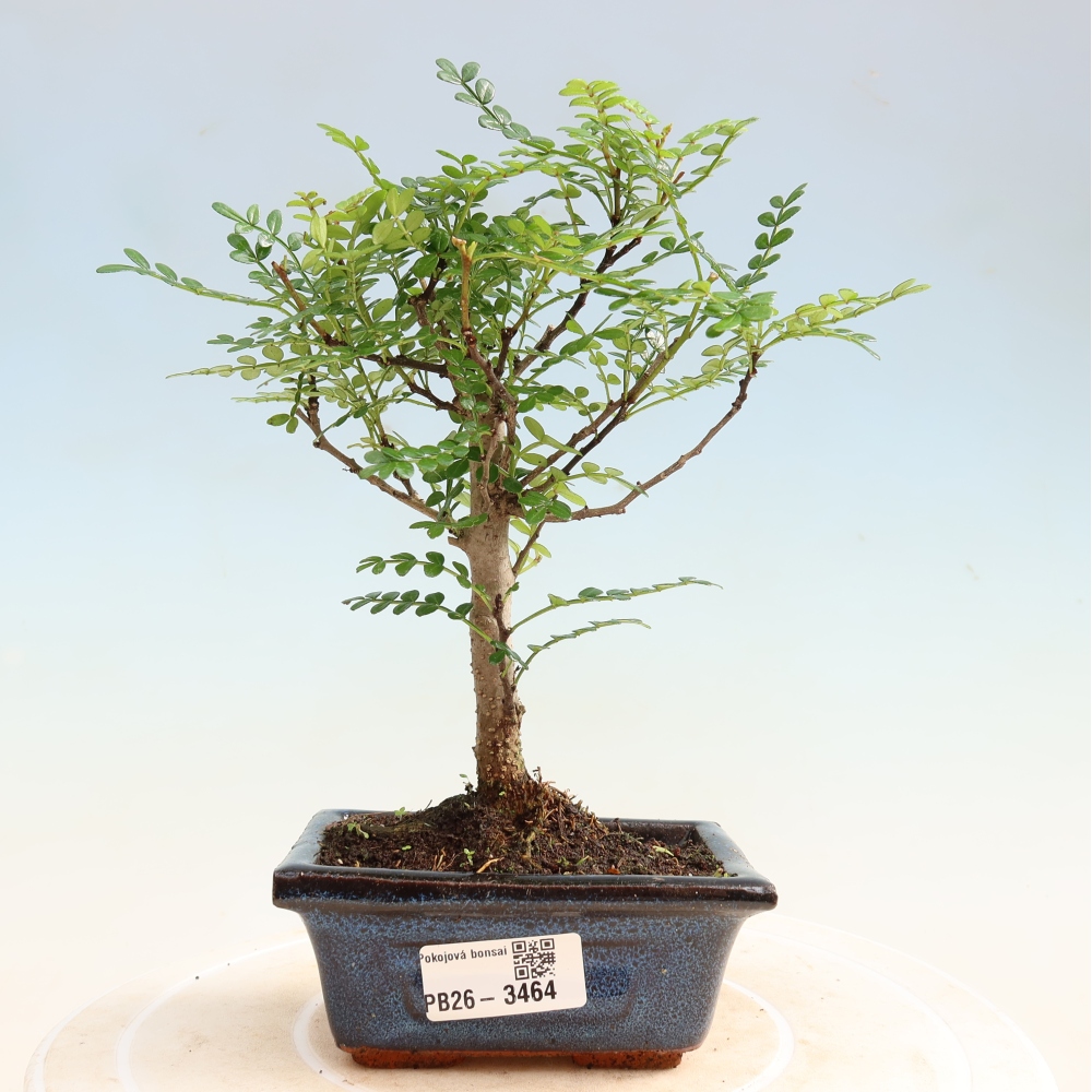 Zimmer Bonsai - Zantoxylum piperitum - Pfefferbaum