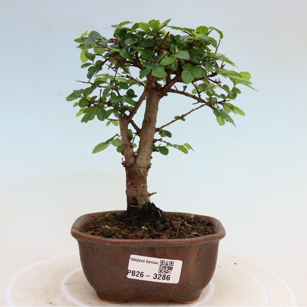 Zimmerbonsai - Ulmus parvifolia - Kleinblättrige Ulme