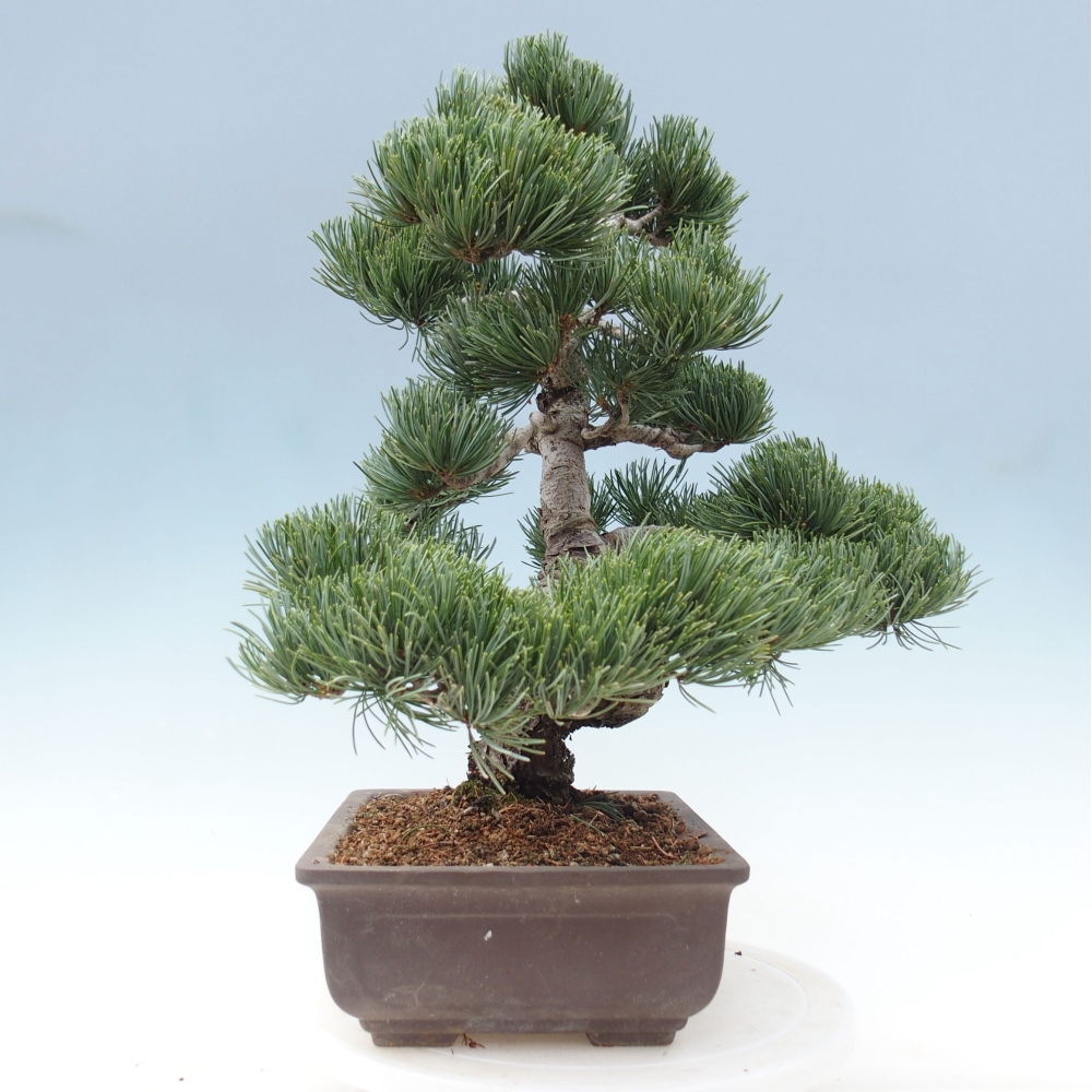 Bonsai für draußen - Pinus parviflora - Pinus parviflora