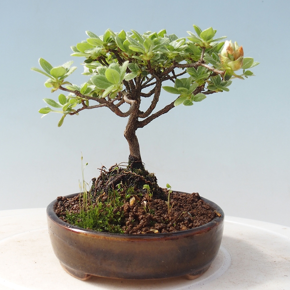 Bonsai für draußen - Rhododendron indicum - Japanische Azalee