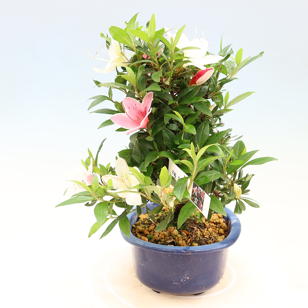 Bonsai für draußen - Japanische Azalee - Azalee CHIHIRO