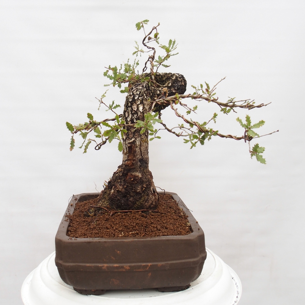 Yamadori - Quercus Ilex - Eichenstechpalme
