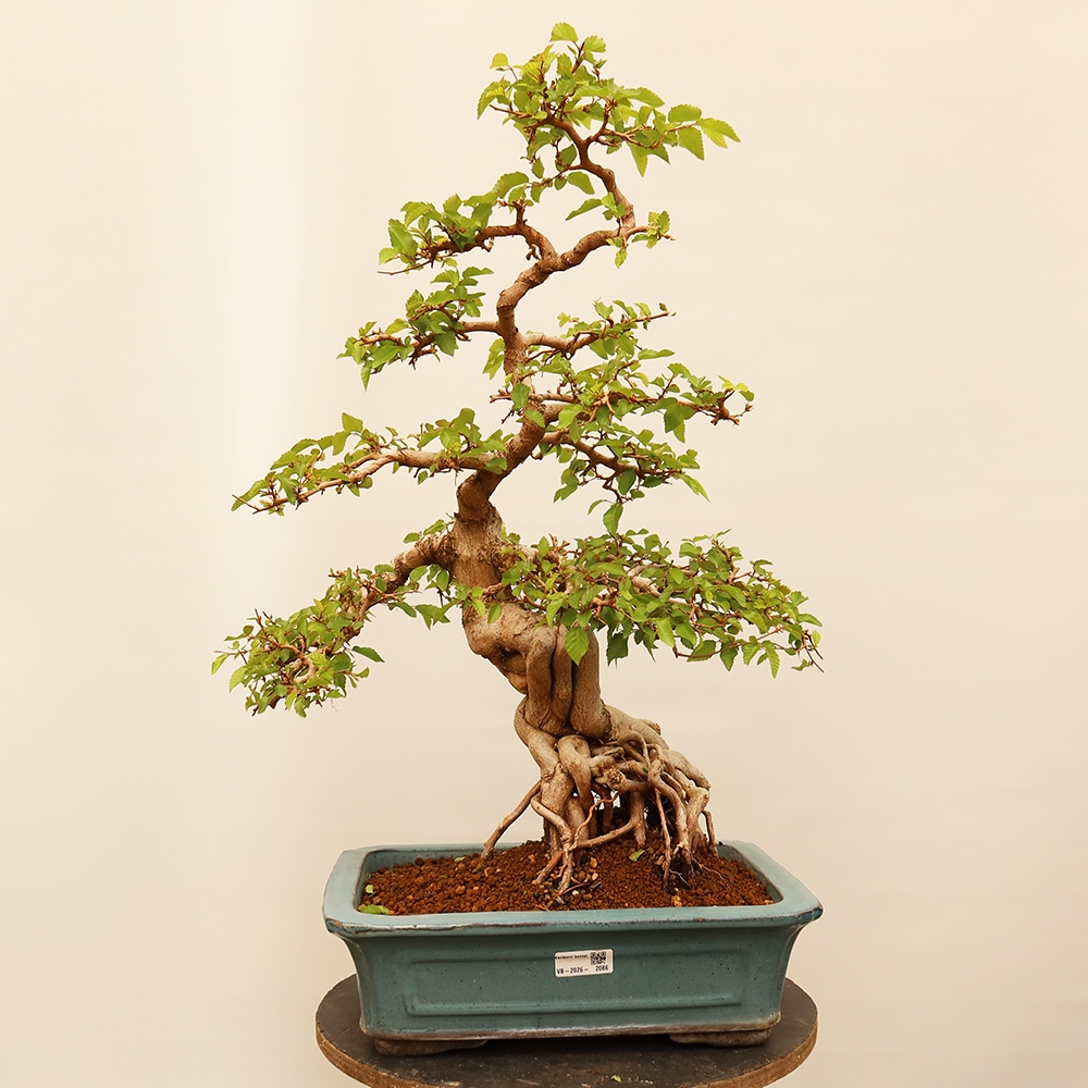 Bonsai für draußen - Karpinus Coreana - Koreanische Hainbuche